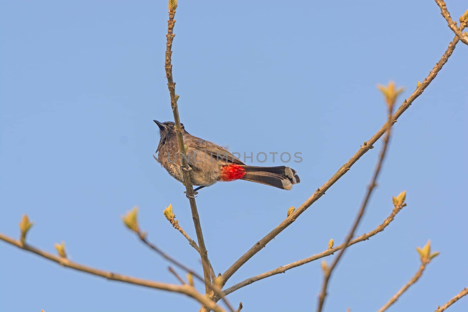 Red Vented Bulbul in a Tree in Kaziranga National Park in India