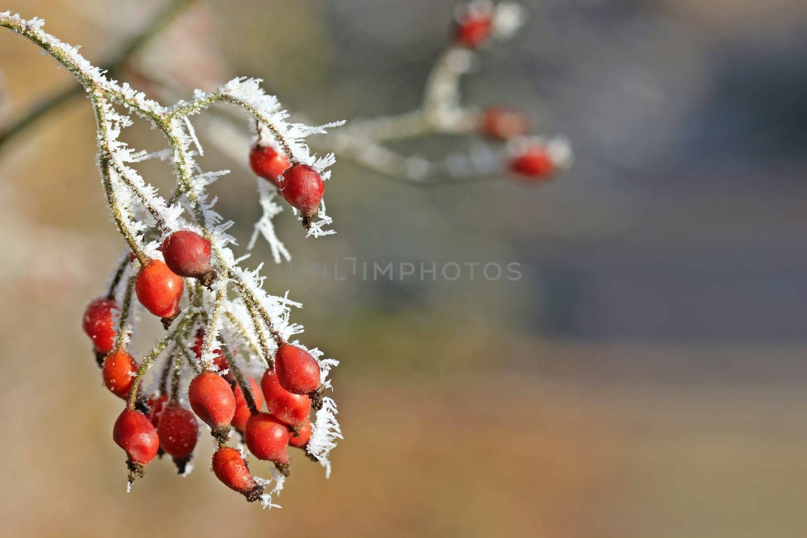 Rose hips with hoarfrost