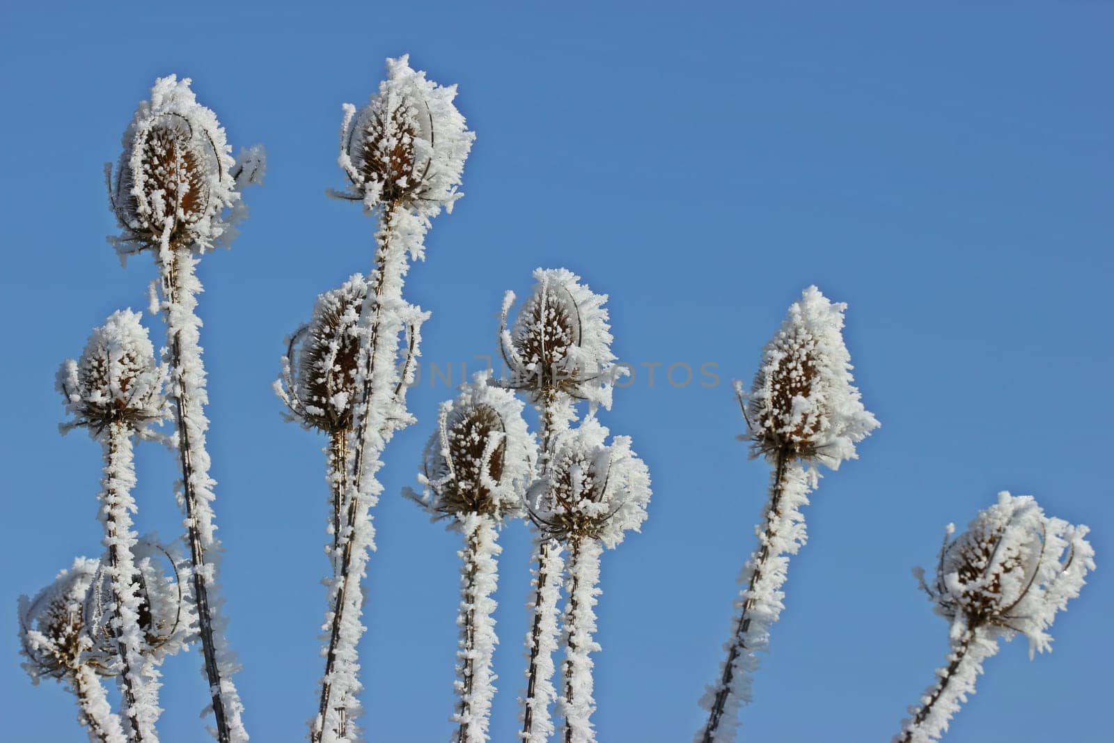 Seed stands of the wild card (Dipsacus fullonum) with hoarfrost in front of a blue sky