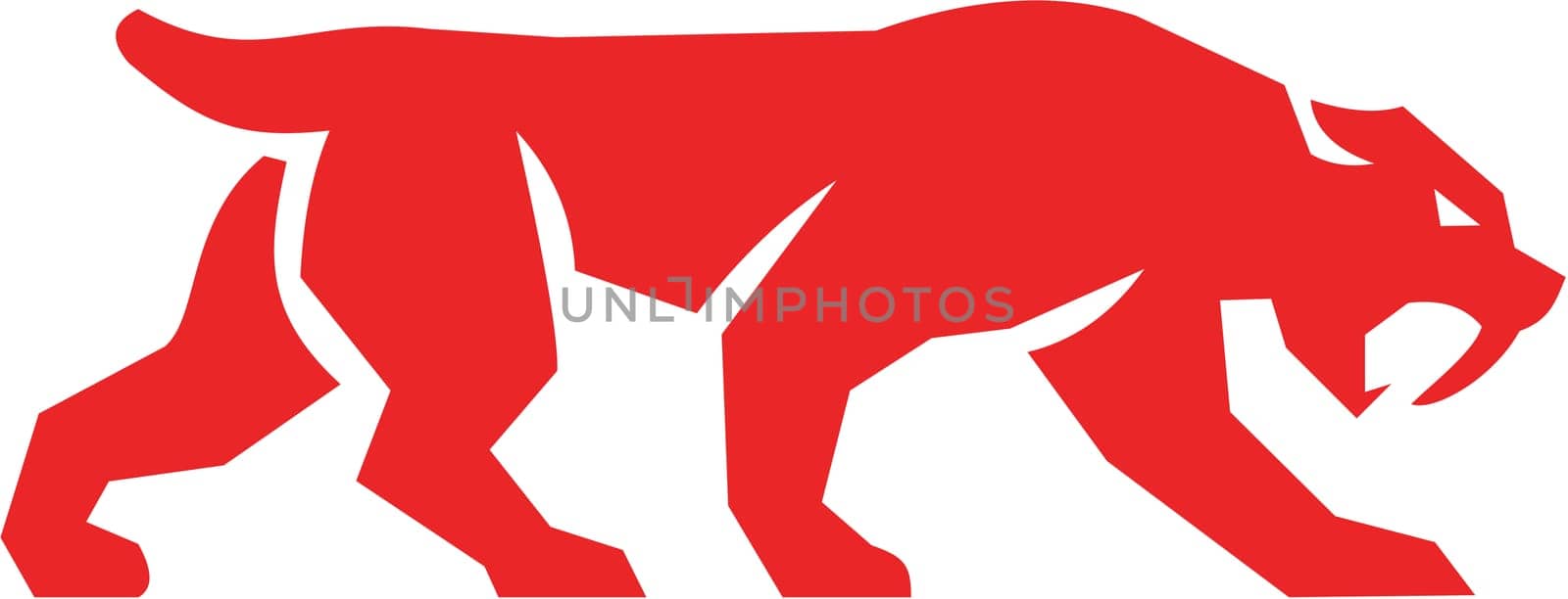 Illustration of a saber tooth tiger or sabre-tooth cat with long, curved saber-shaped canine teeth of which the best known genera is Smilodon silhouette walking viewed from the side set on isolated white background done in retro style.