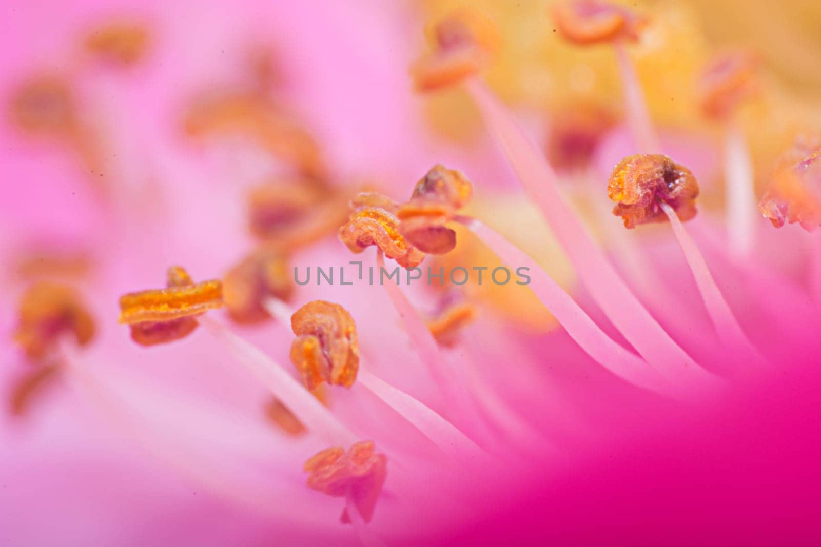 Extreme macro shot of pink flower with stamens visible