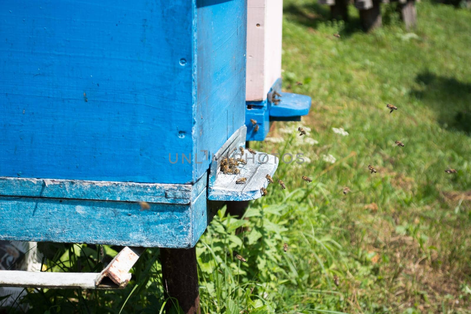 Closeup of honeycomb door swarming with bees