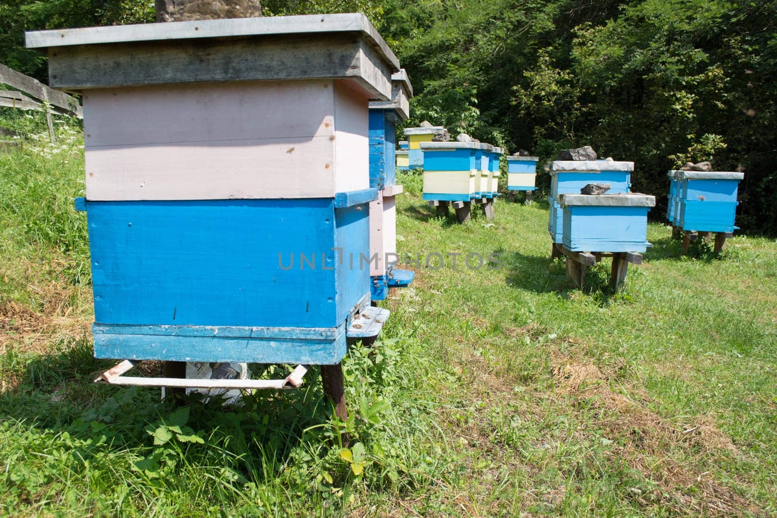 Lots of honeycombs in the open field full with working bees in search for food