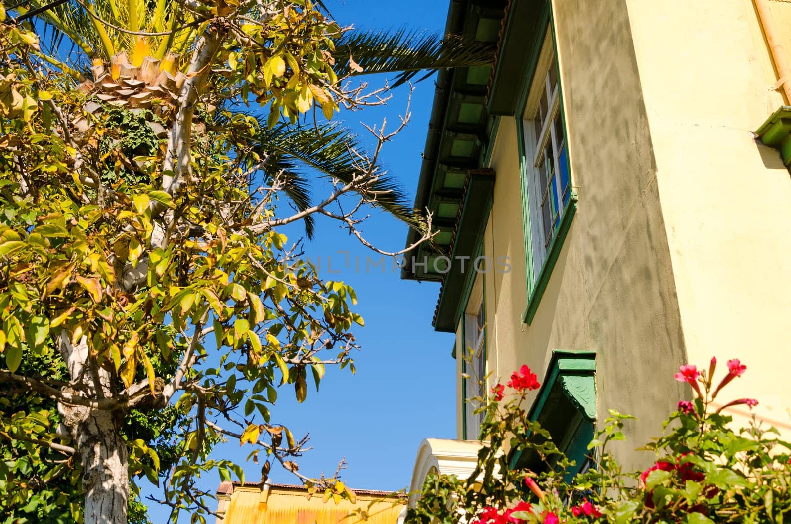 House and tree in Valparaiso, Chile are enhanced by red flowers