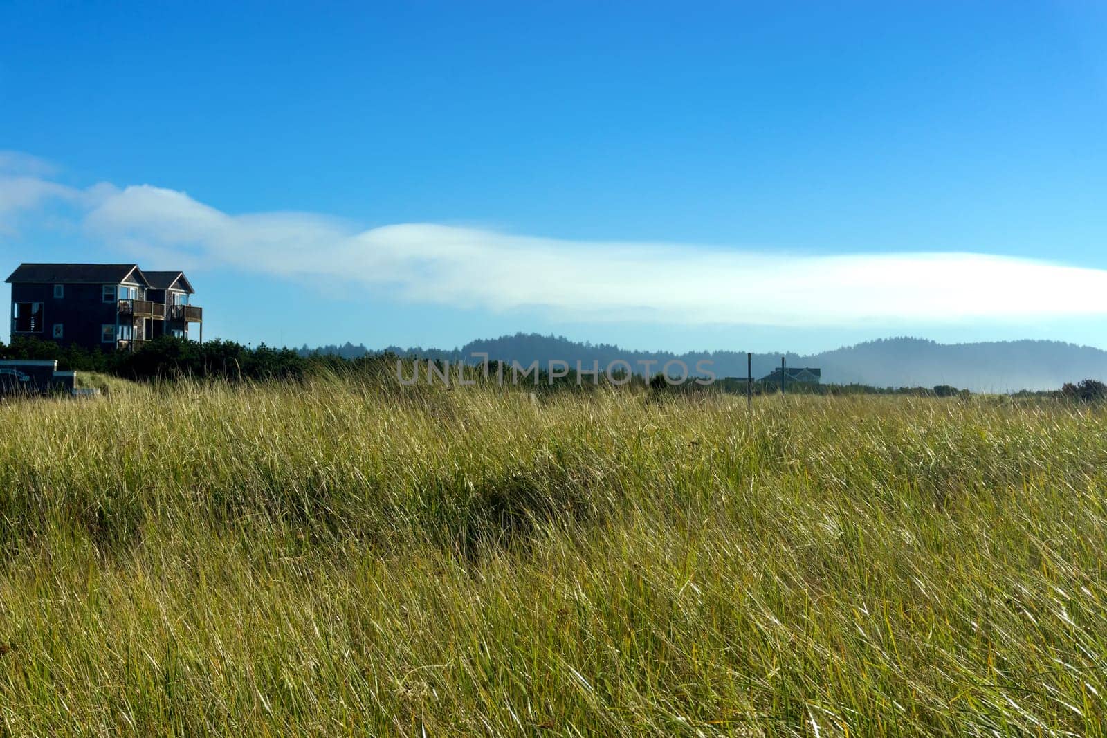 The windswept grasses at Long Beach, Washington lean away from the Pacific Ocean