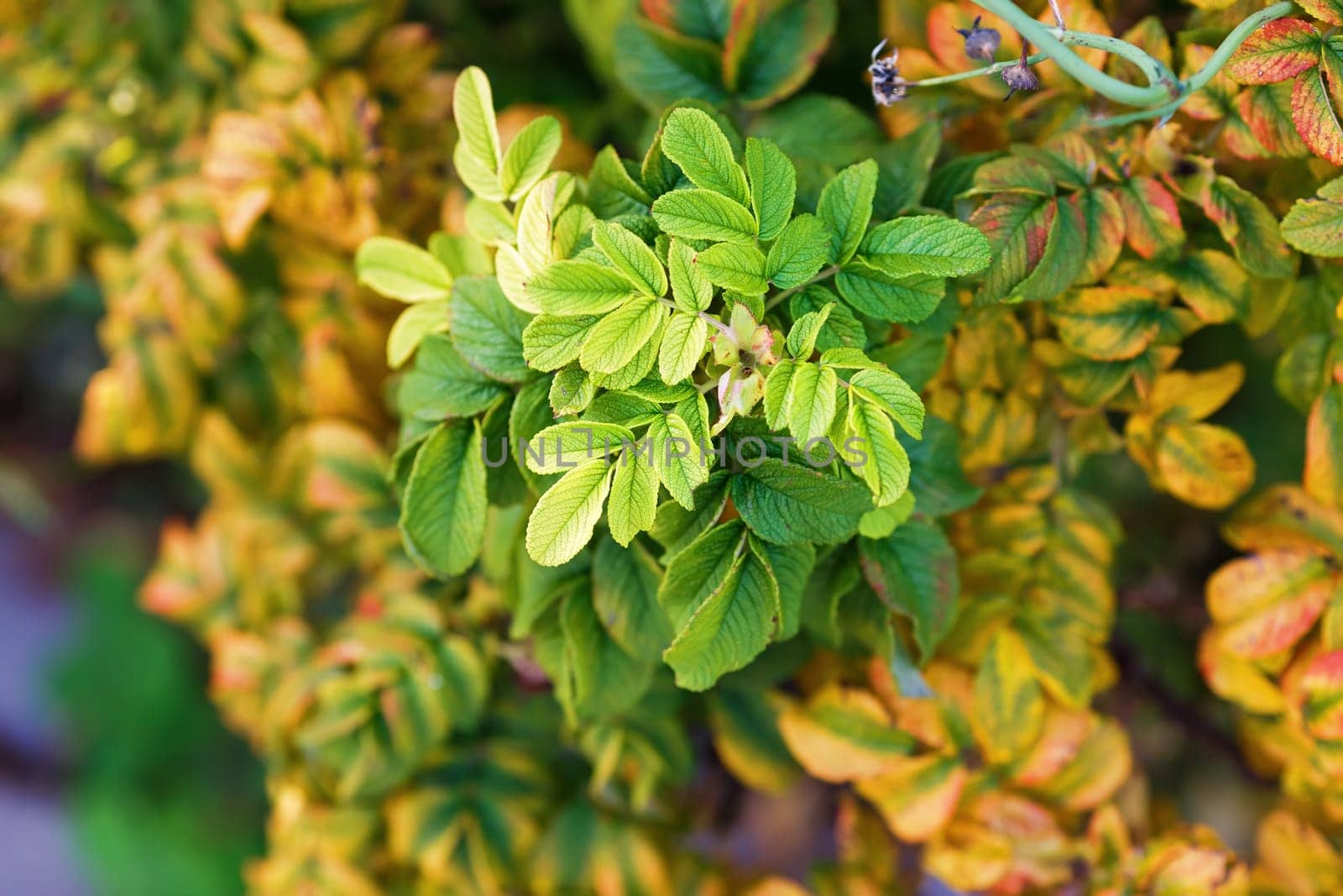 Autumn leaves of wild rose. Green and yellow foliage of wild rose with a soft focus and blurred background. Shallow depth of field. Selective focus.
