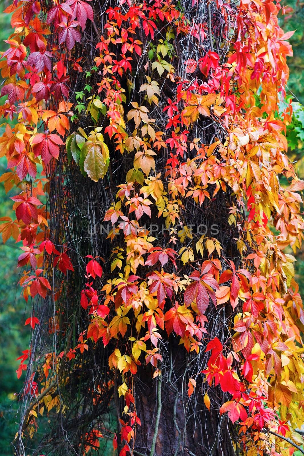 Red virginia creeper leaves. Bright autumn foliage. Climbing plant in autumn. Vertical shot.