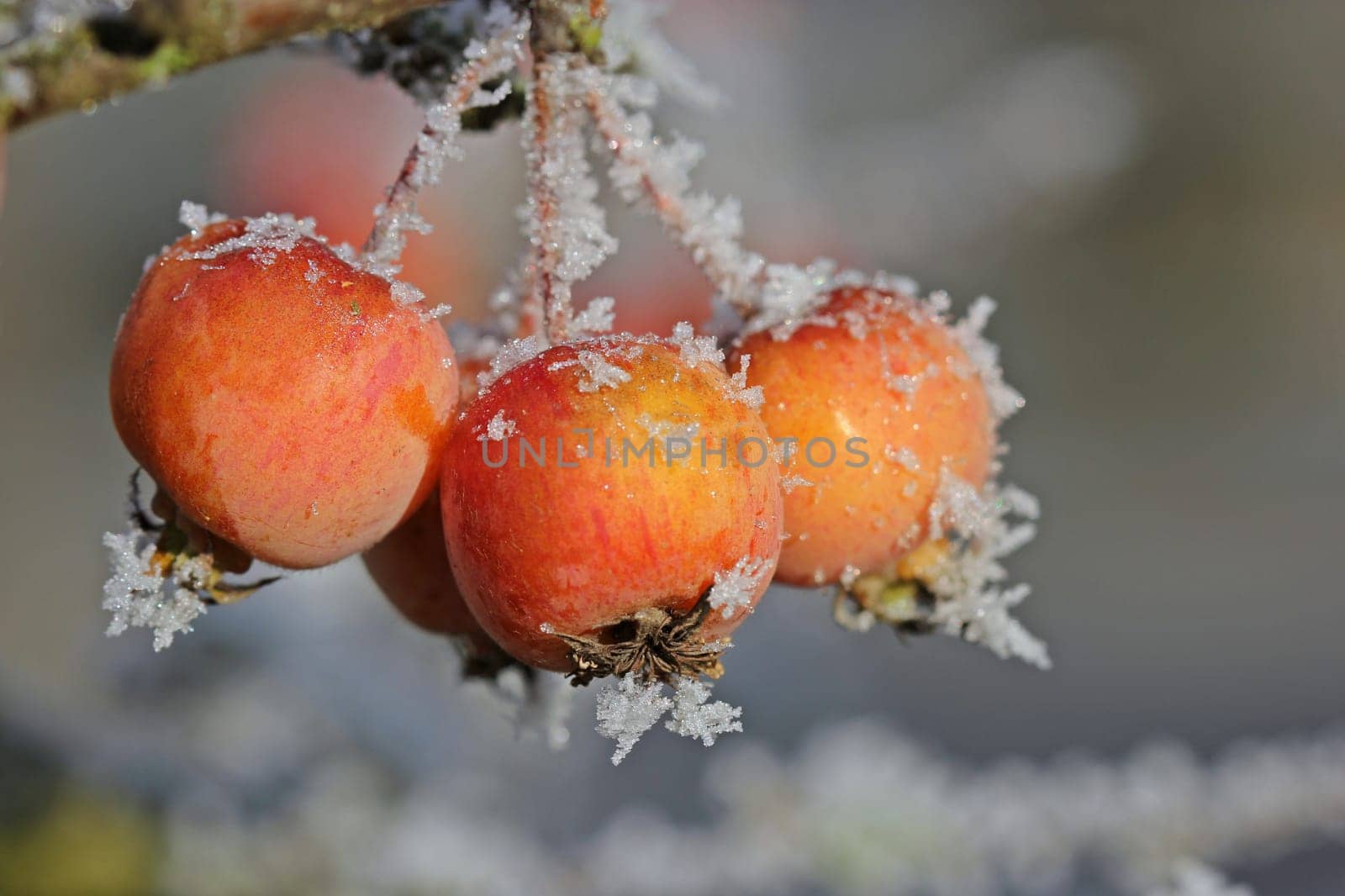 Ornamental apples with hoarfrost