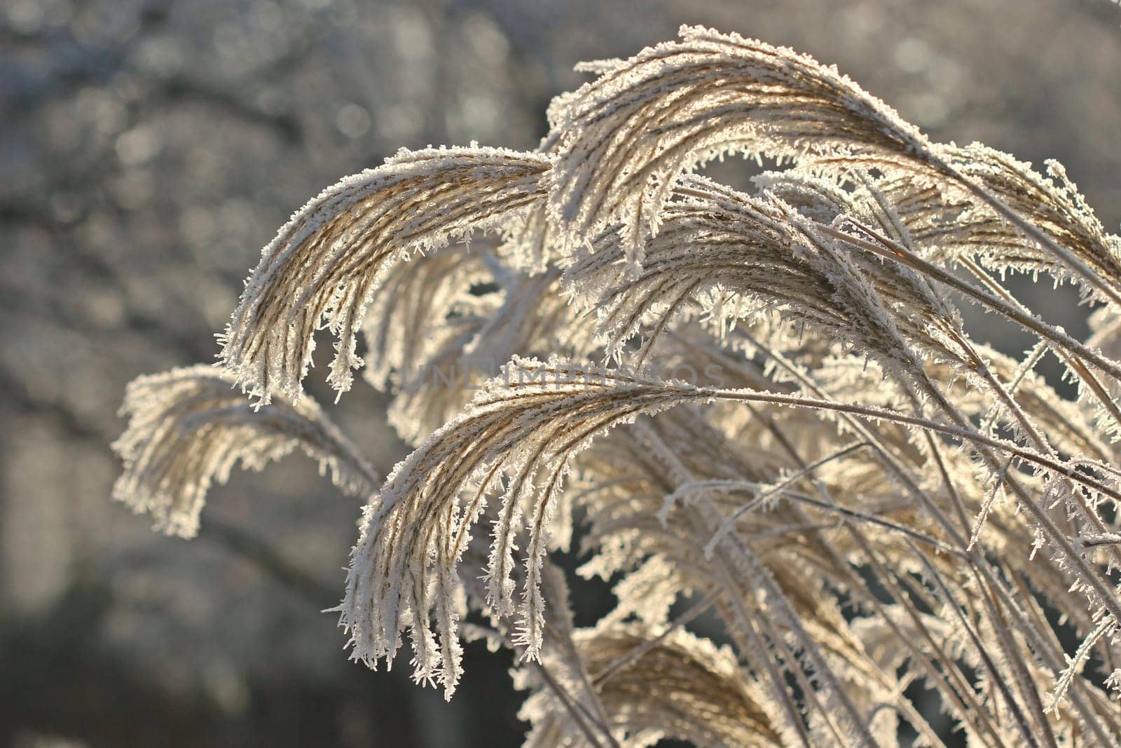Grasses with hoarfrost in backlight