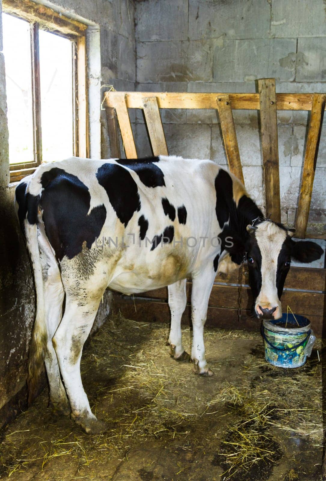 The cow in steel