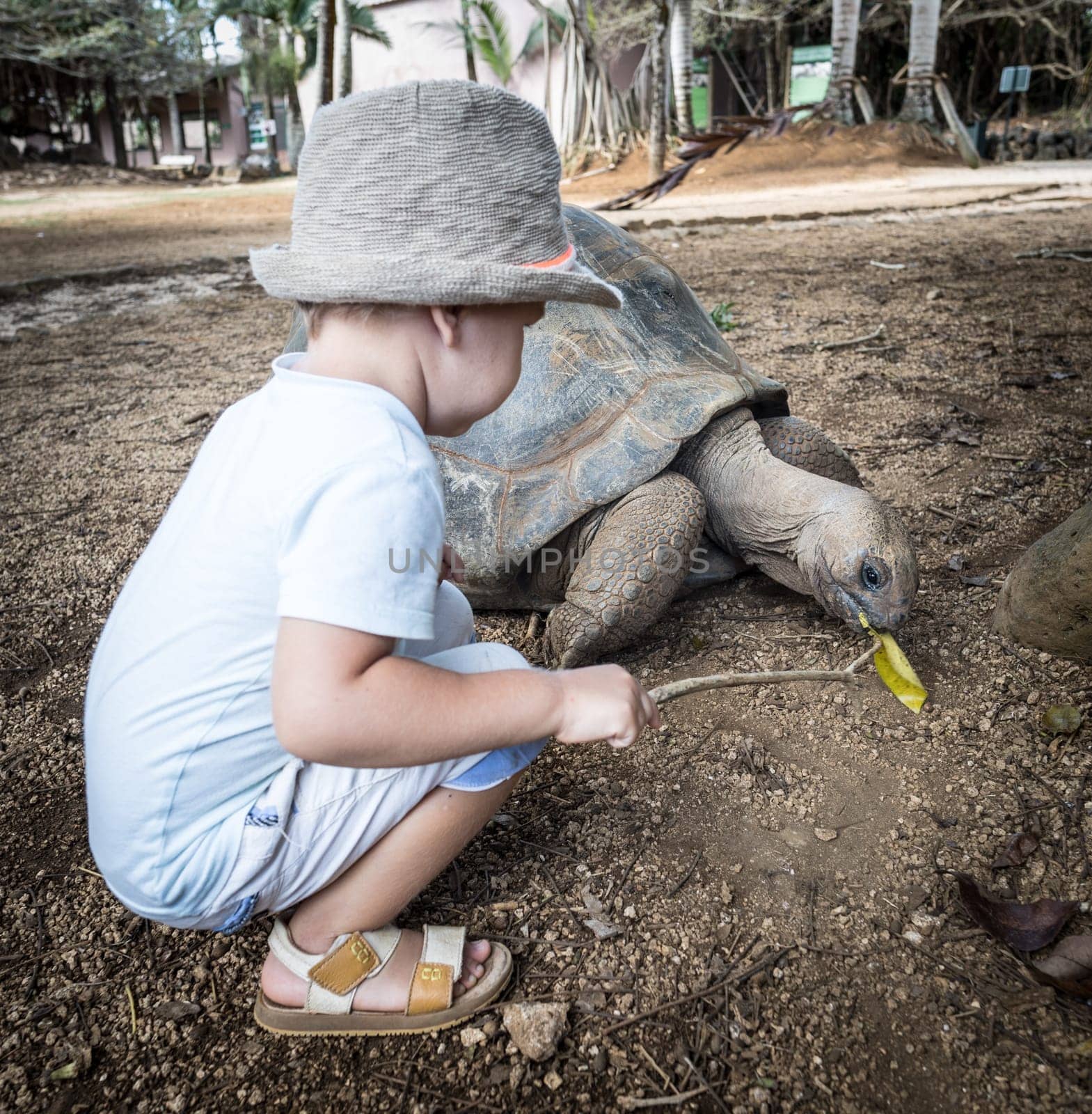 Child feeding Aldabra giant tortoise. Mauritius