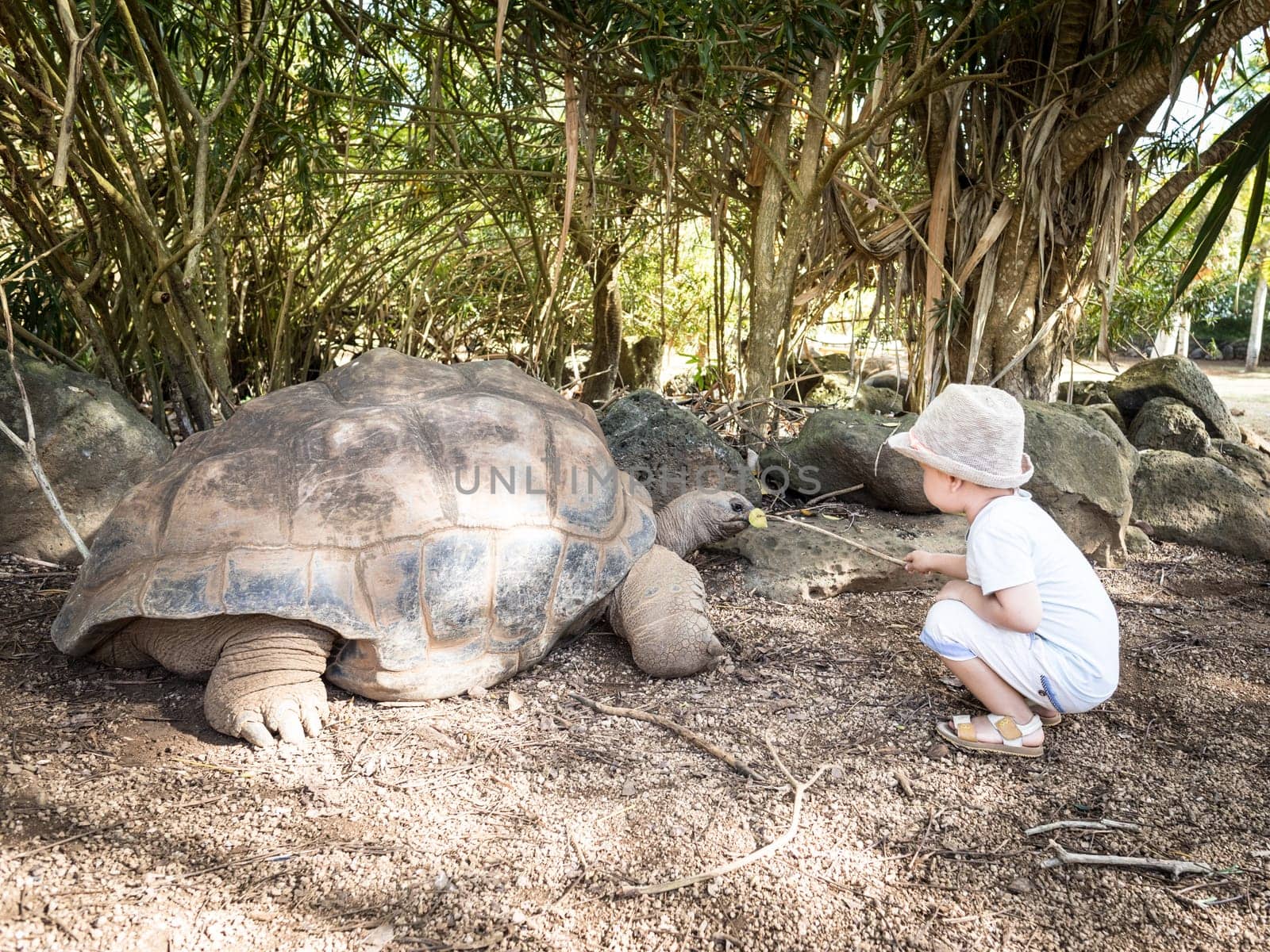 Child feeding Aldabra giant tortoise. Mauritius