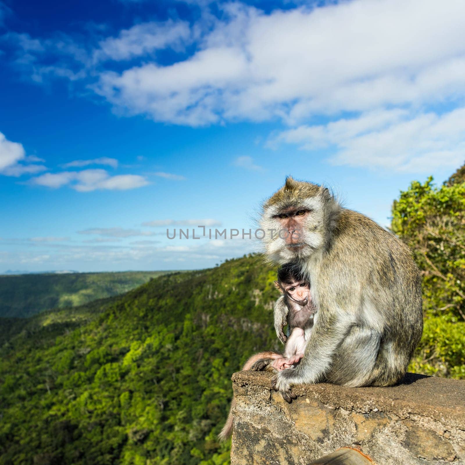 Monkeys at the Gorges viewpoint. Black River Gorges national park. Mauritius.
