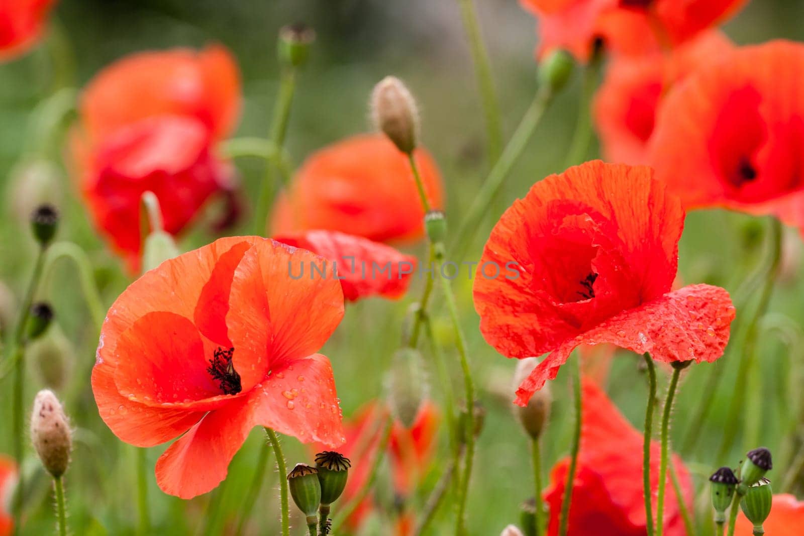 poppies