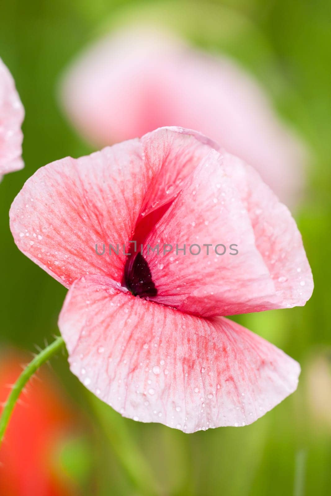 corn poppy