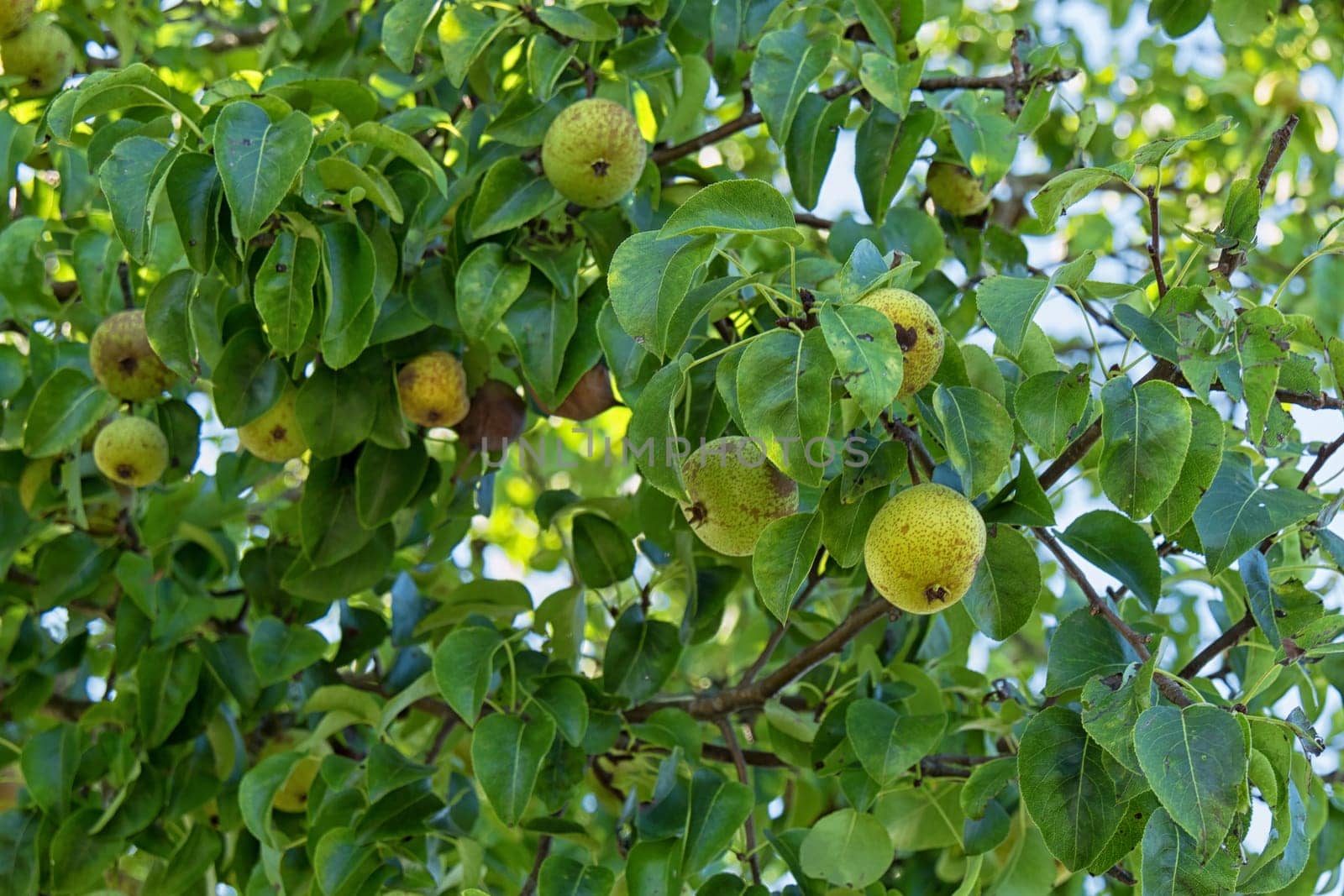 two beautiful green apples on a tree