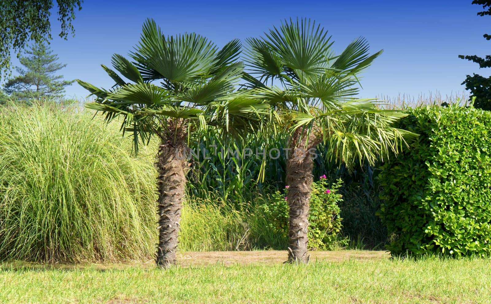 Two palm trees in the countryside with blue sky