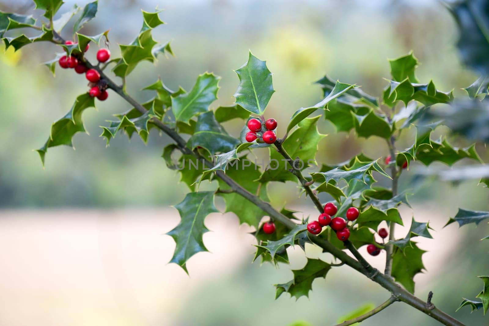 Branches of holly in the countryside