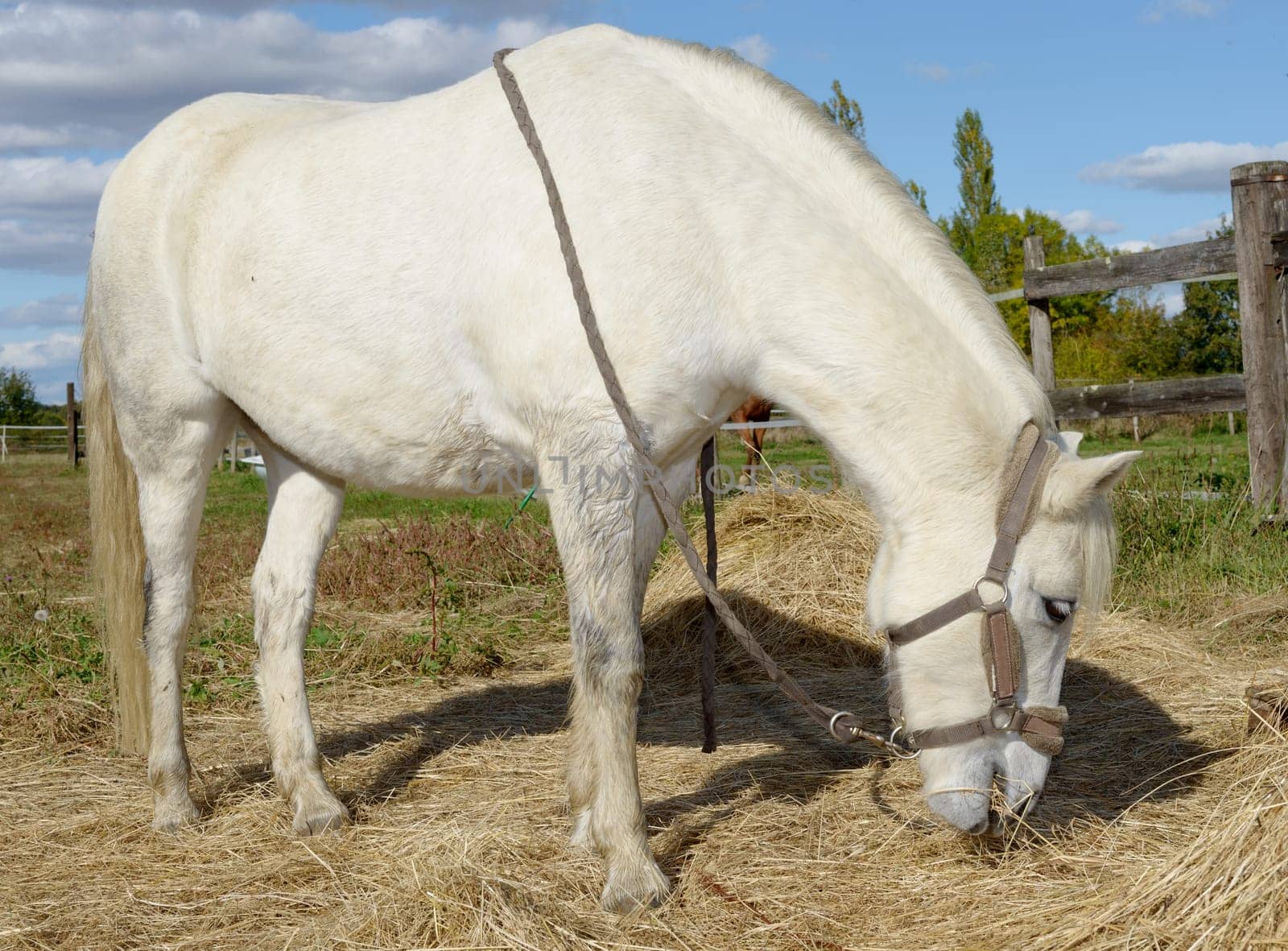 beautiful little white horse in the nature