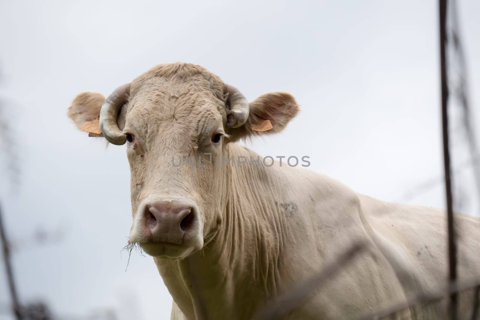 a white cow in a meadow
