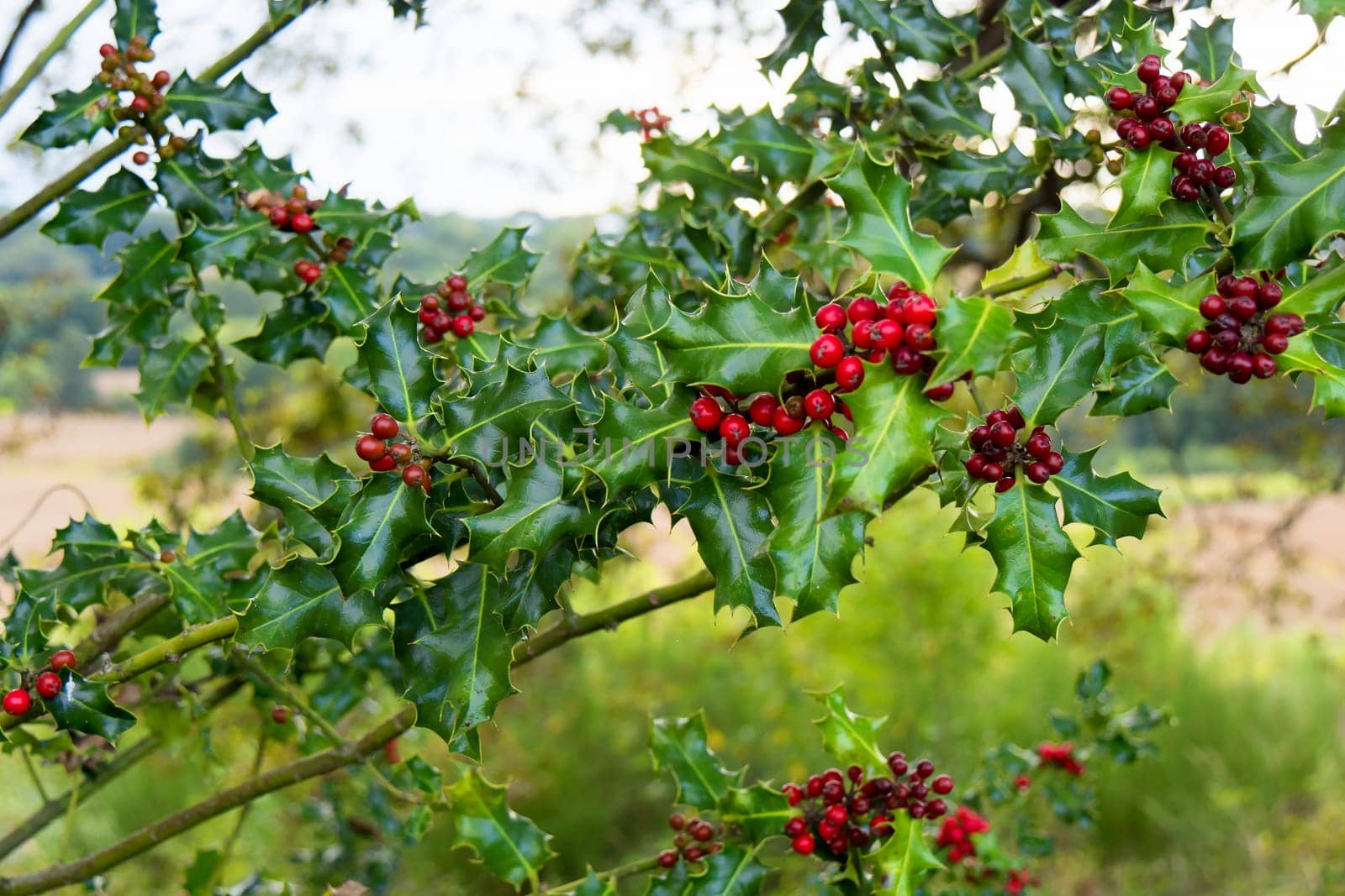 Branches of holly in the countryside