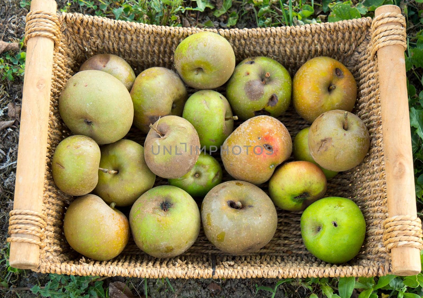 Small basket of  green apples in the garden