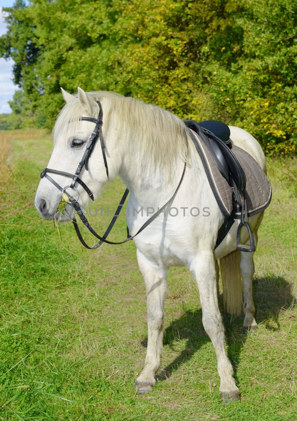 beautiful little white horse in the nature