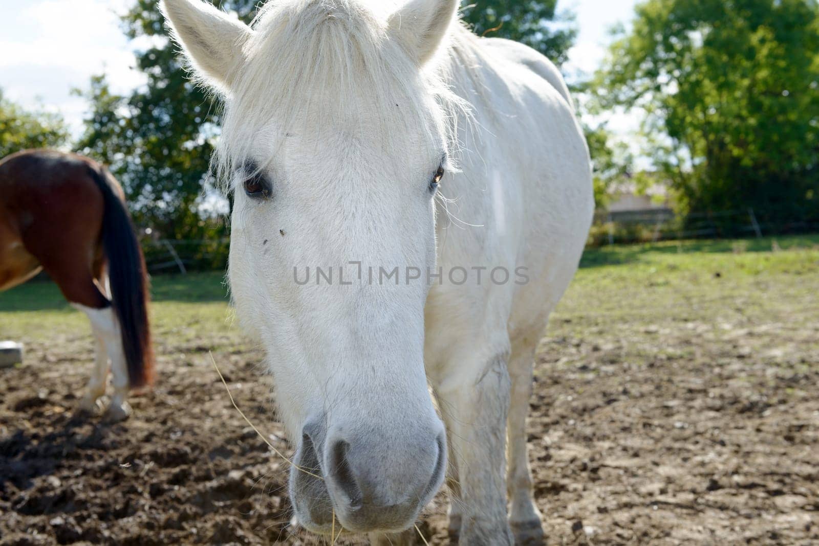 Portrait of a white horse