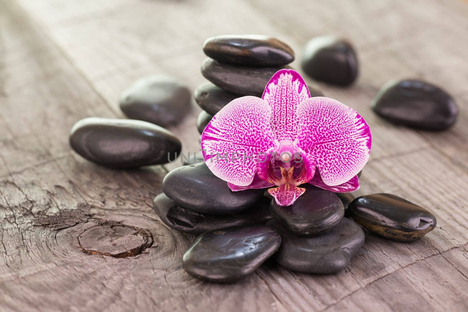 Phalaenopsis orchid and black stones on wooden background