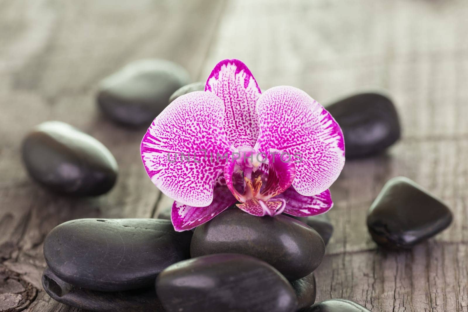 Phalaenopsis orchid and black stones on wooden background