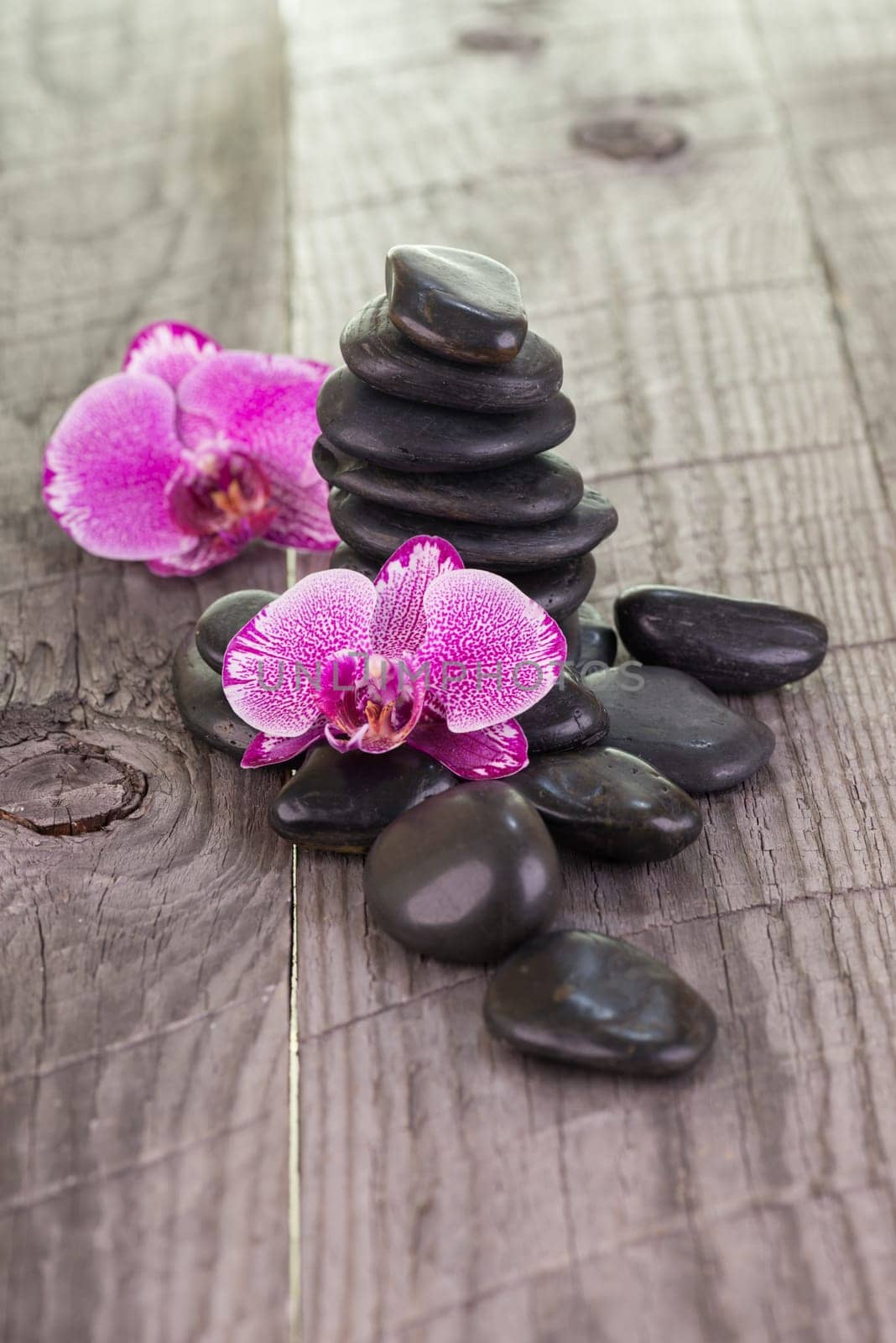 Phalaenopsis orchid and black stones on wooden background