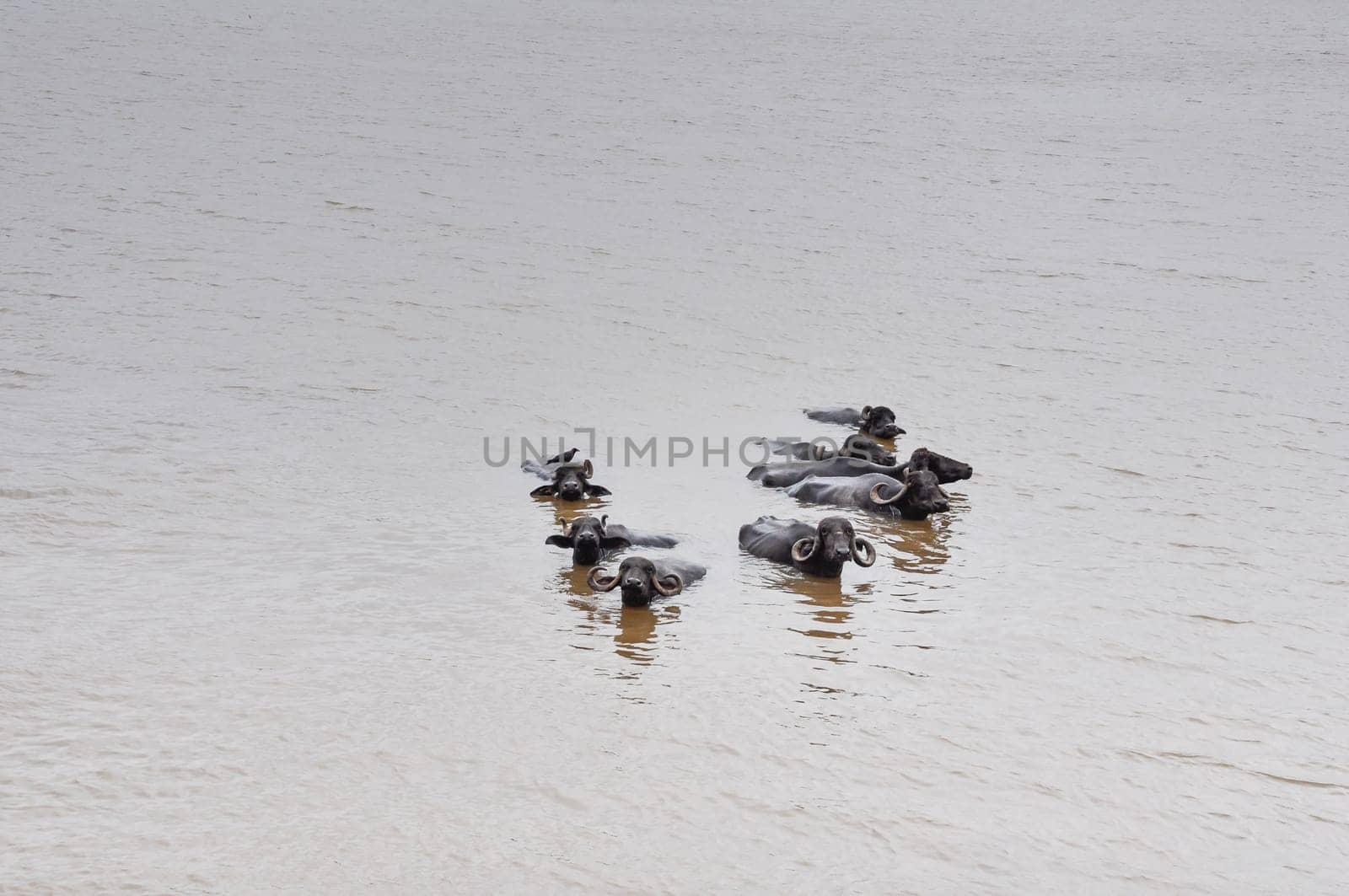 Water buffalo cooling in the muddy lake in India