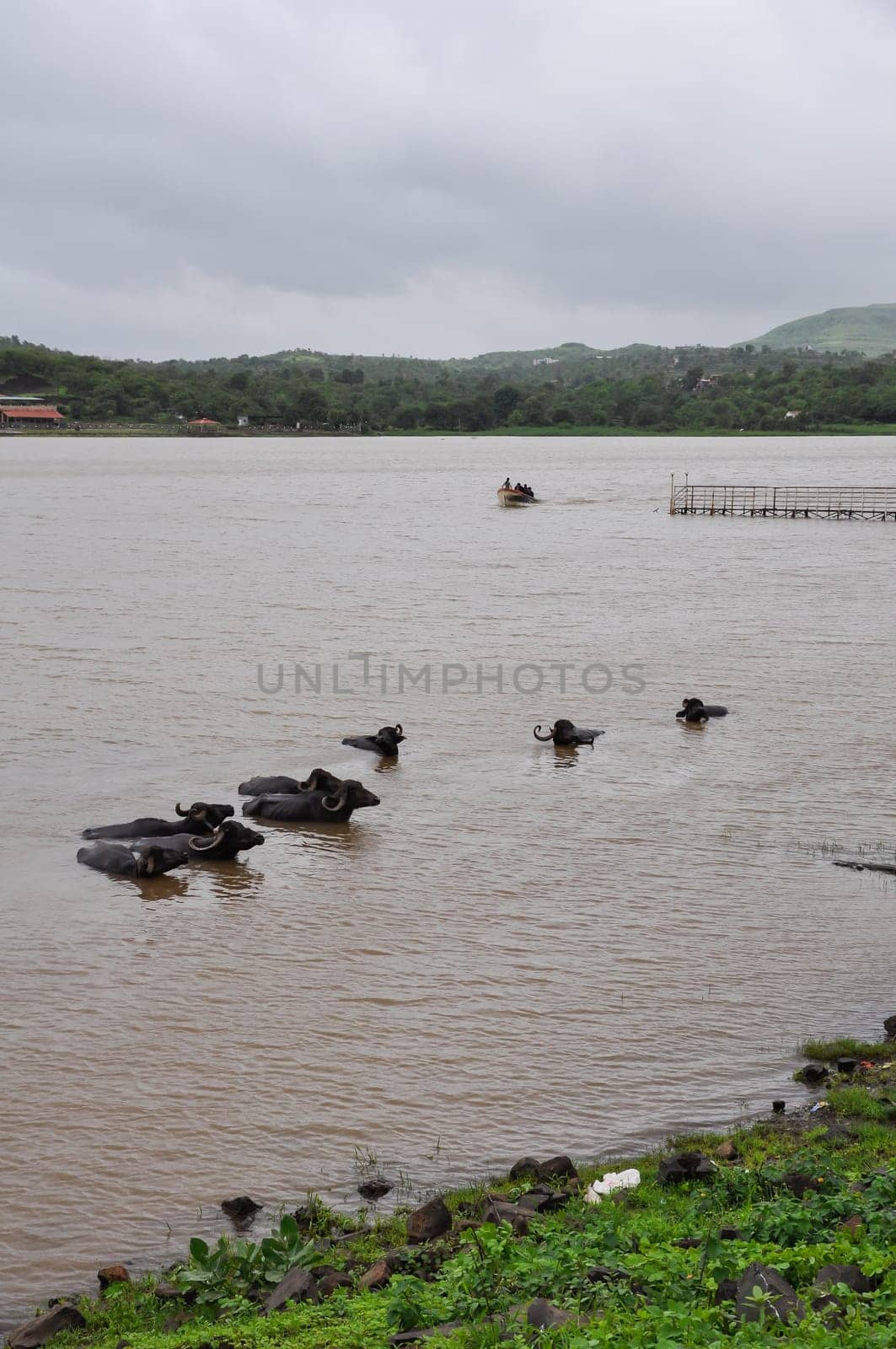 Water buffalo cooling in the muddy lake in India