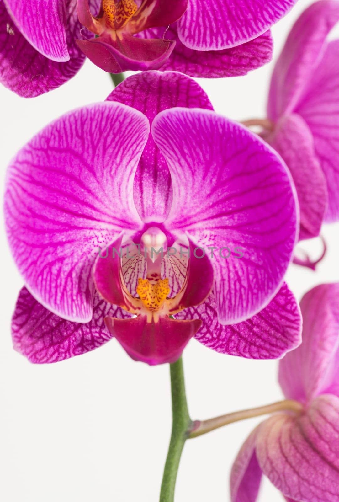 Purple and White Phalaenopsis Orchids