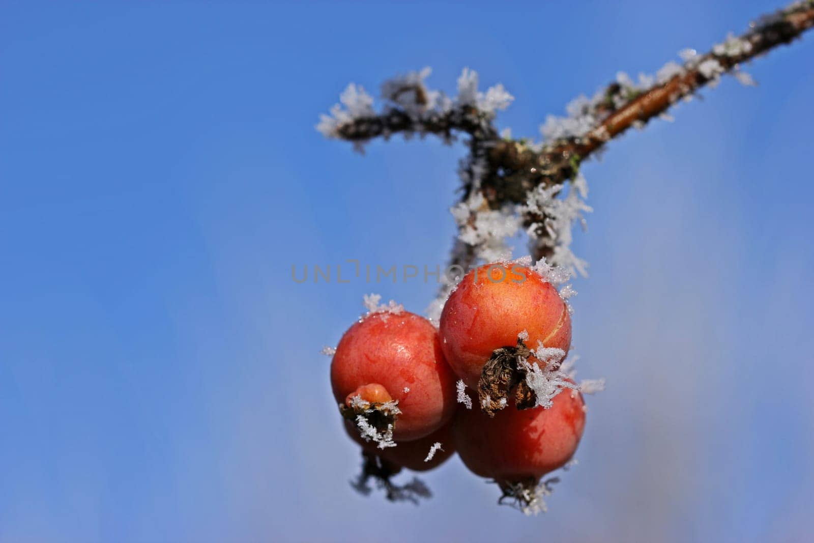 Ornamental apples with hoarfrost
