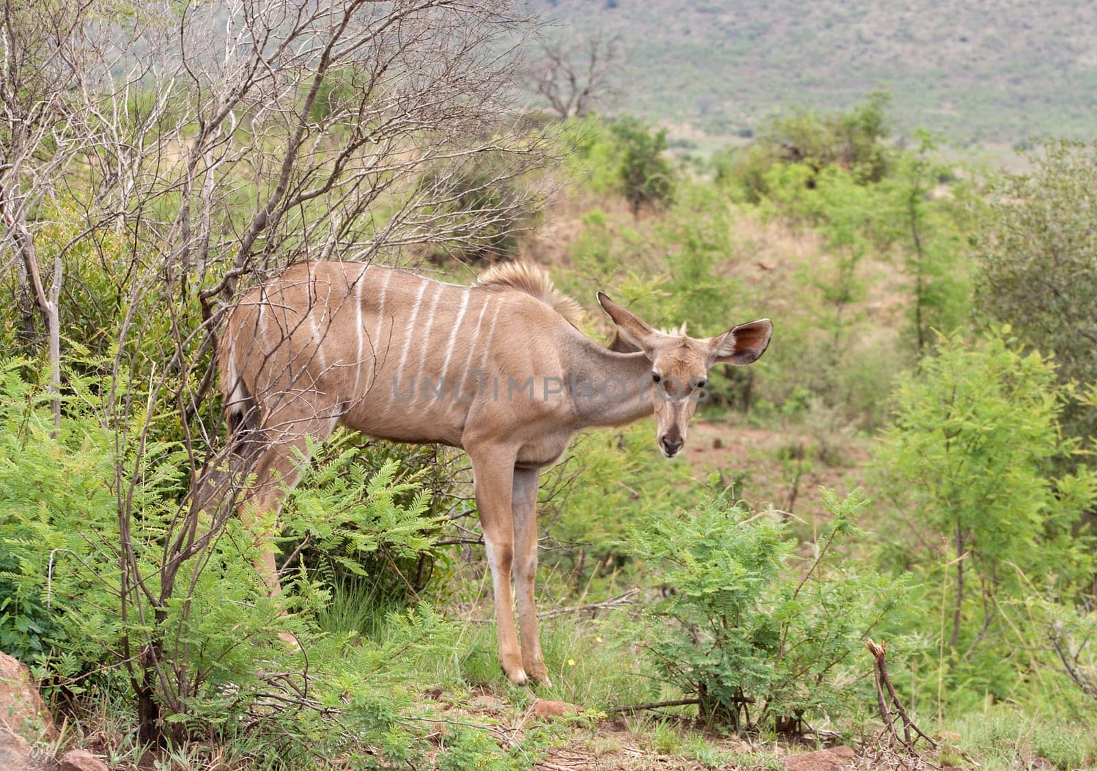 Female greater Kudu in the Pilanesberg Game Reserve, South Africa