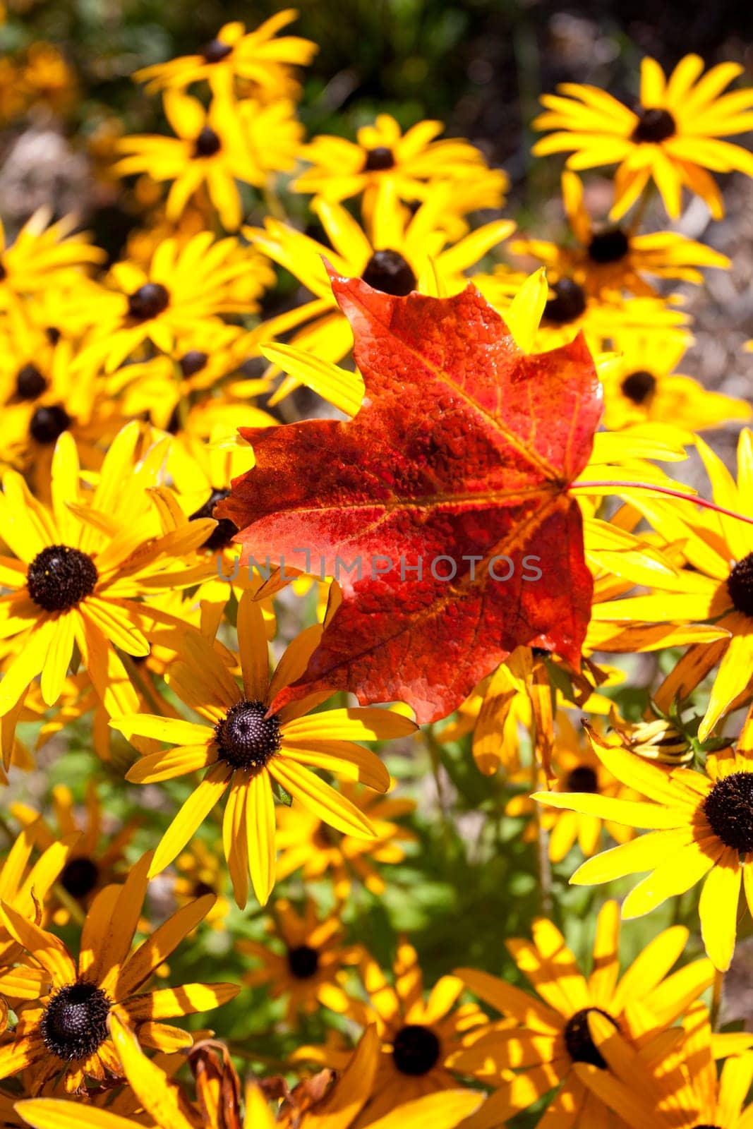 Maple Leaf Autumn against yellow flowers Canada