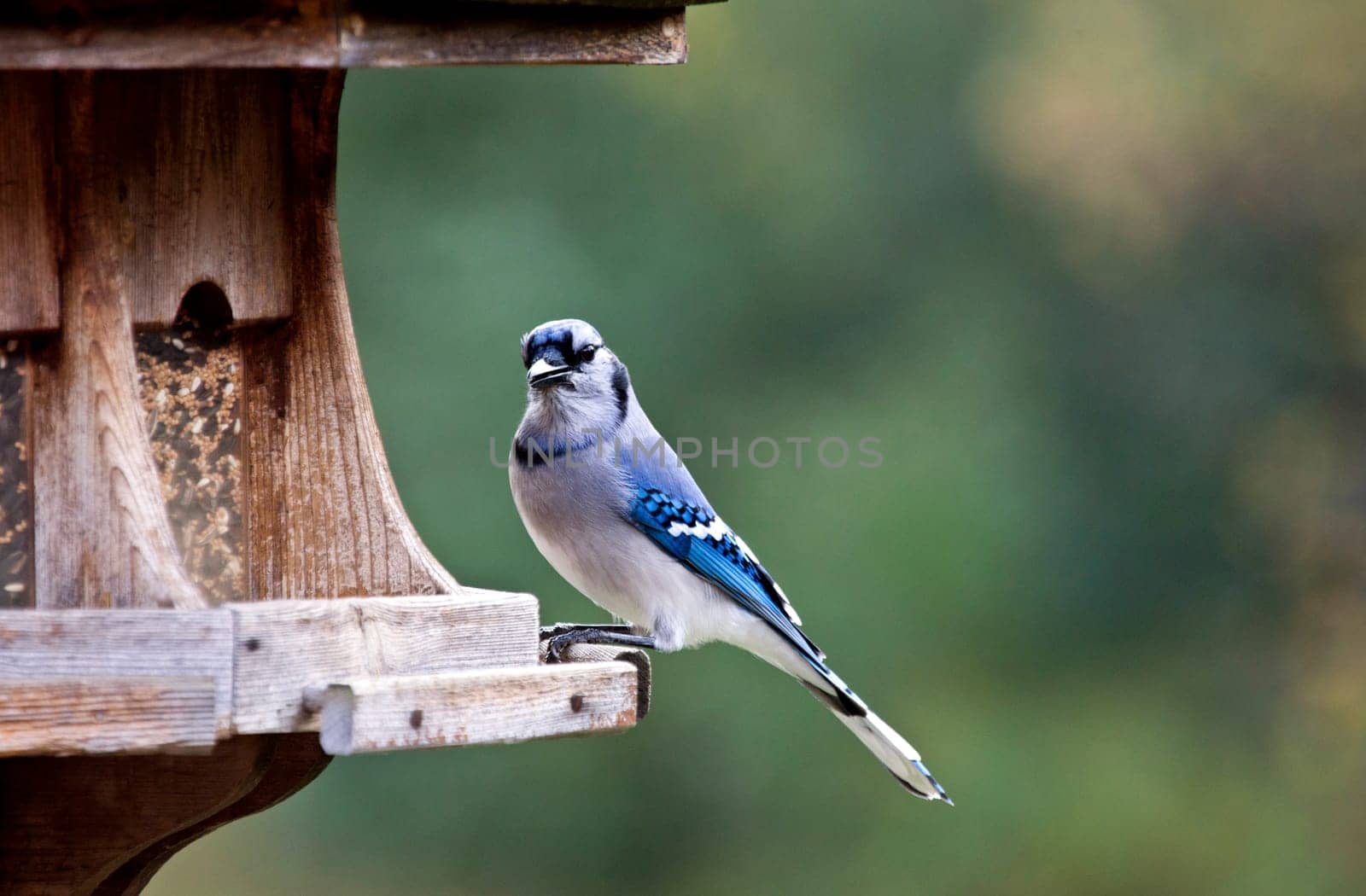 Blue Jay at feeder in Ontario Canada