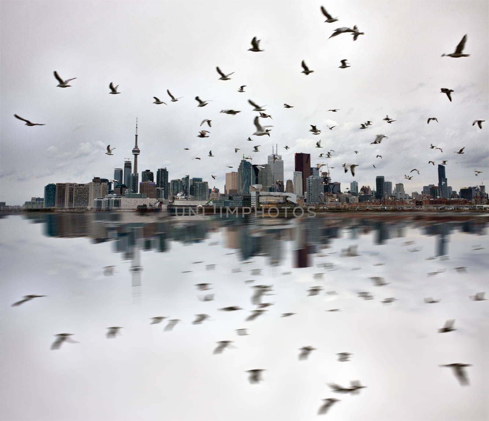 Daytime Photos of Toronto Ontario buildings downtown reflection seagulls