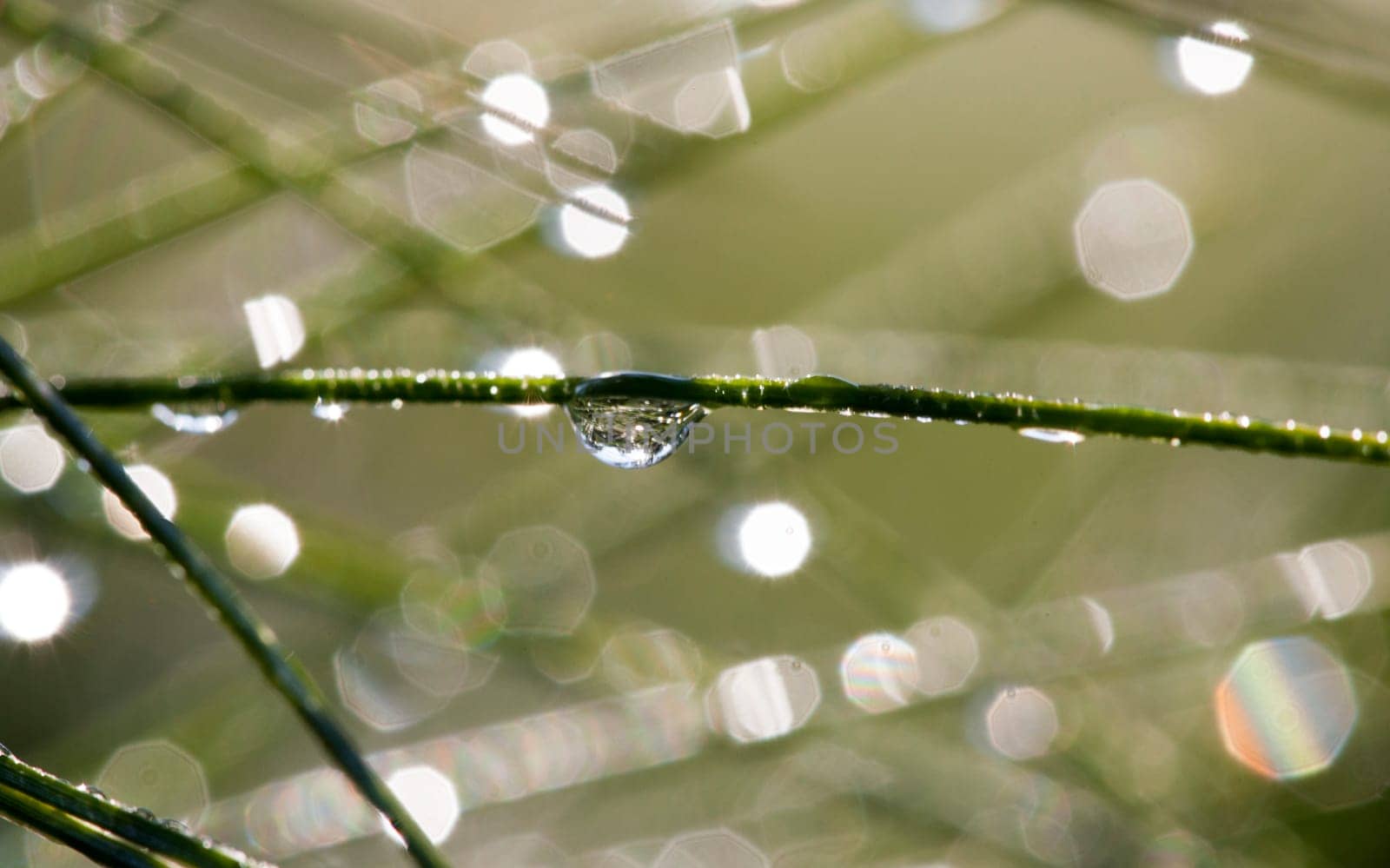 Pine Needles and dew with water droplets