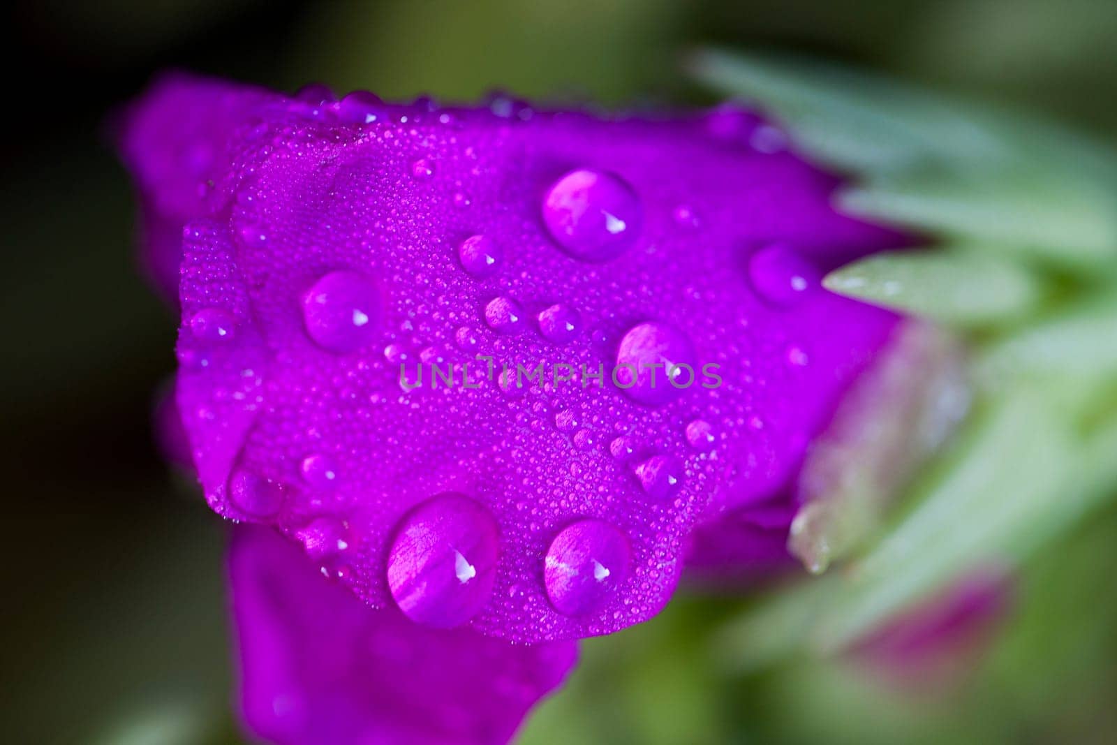 Close up Pink Flower macro lens color