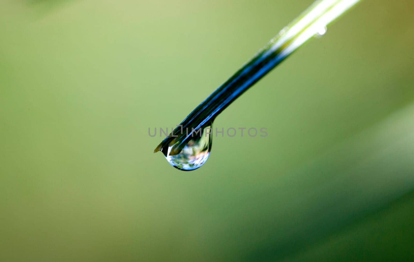 Pine Needles and dew with water droplets