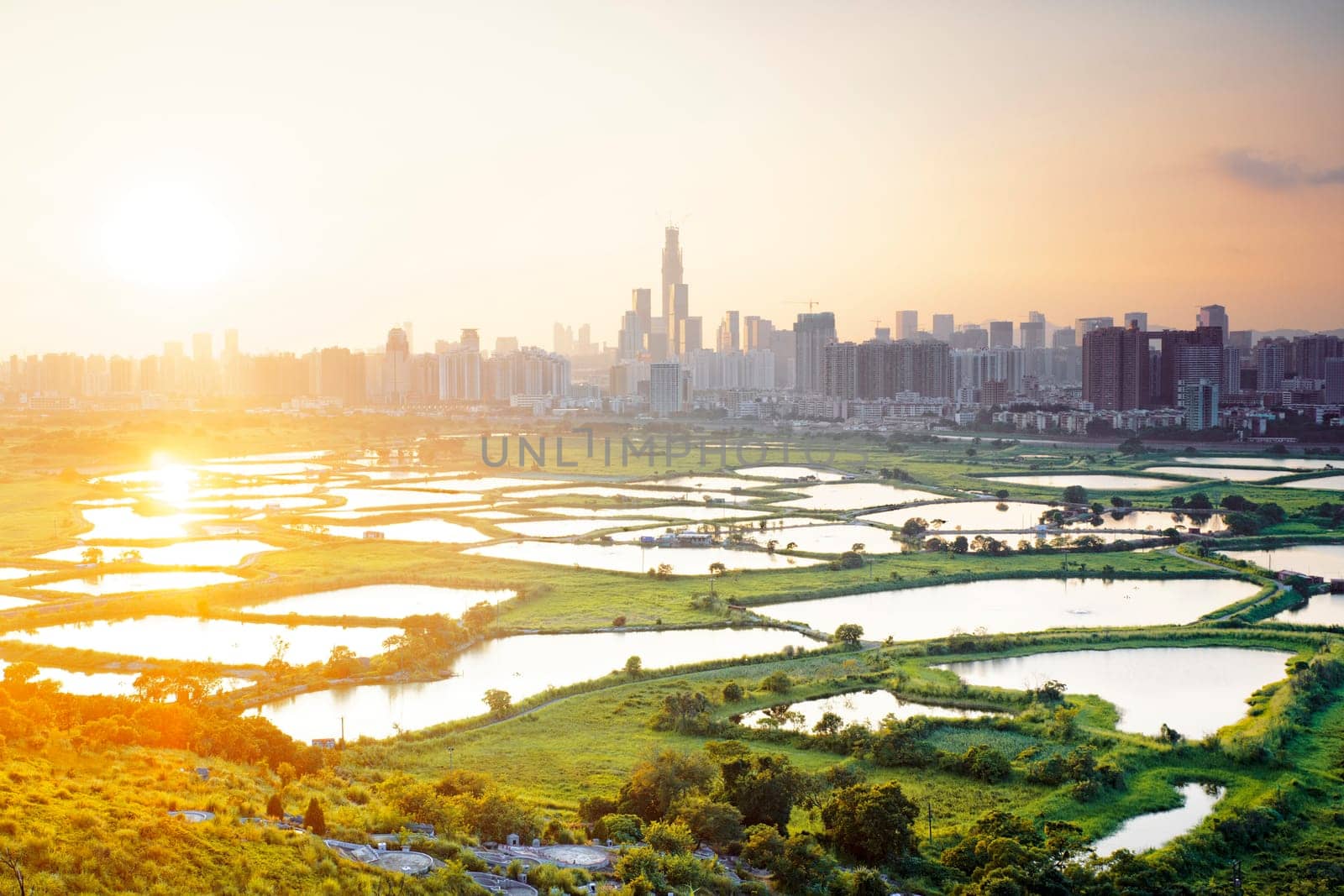 hong kong countryside sunset, rice field and modern office buildings