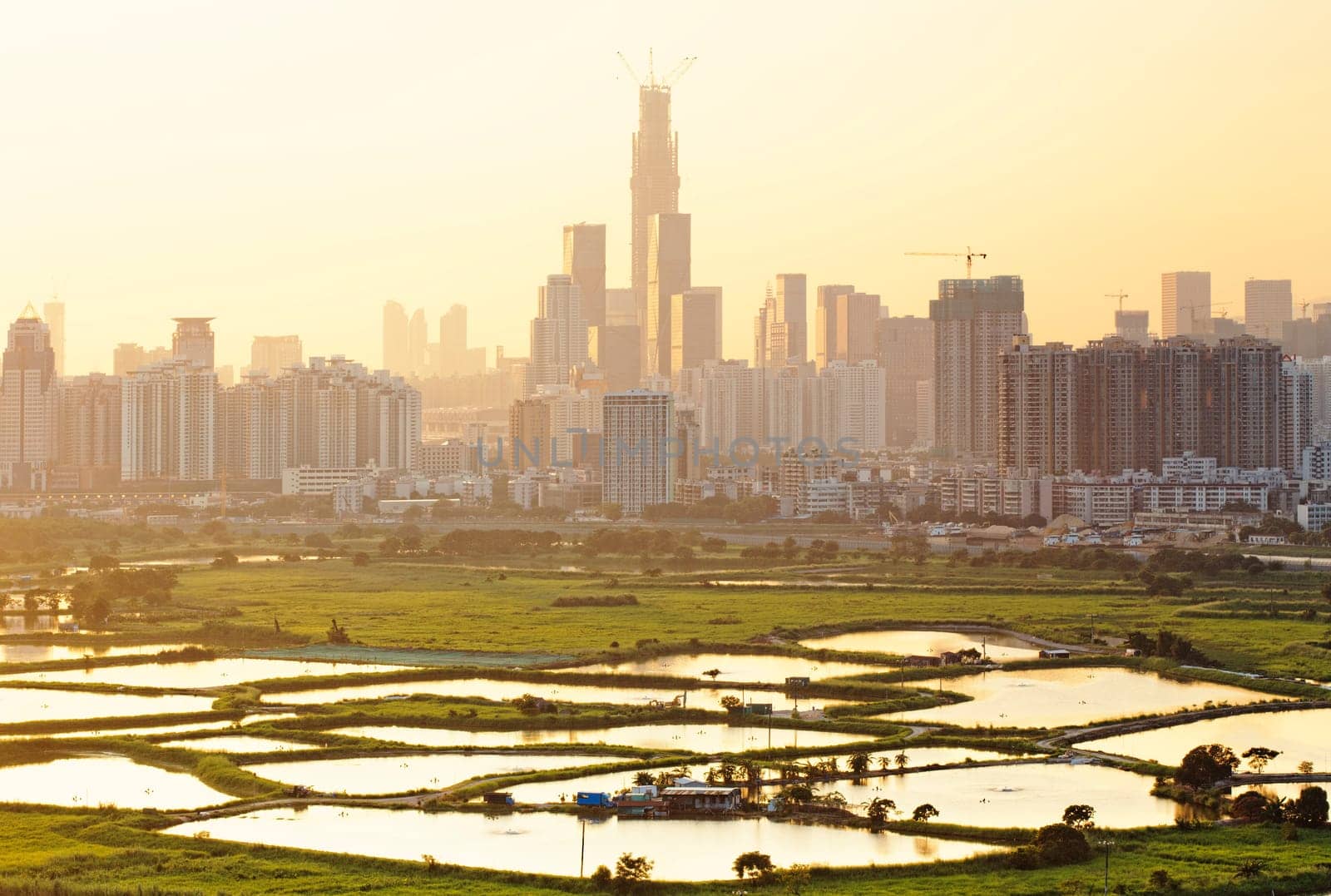 hong kong countryside sunset, rice field and modern office buildings