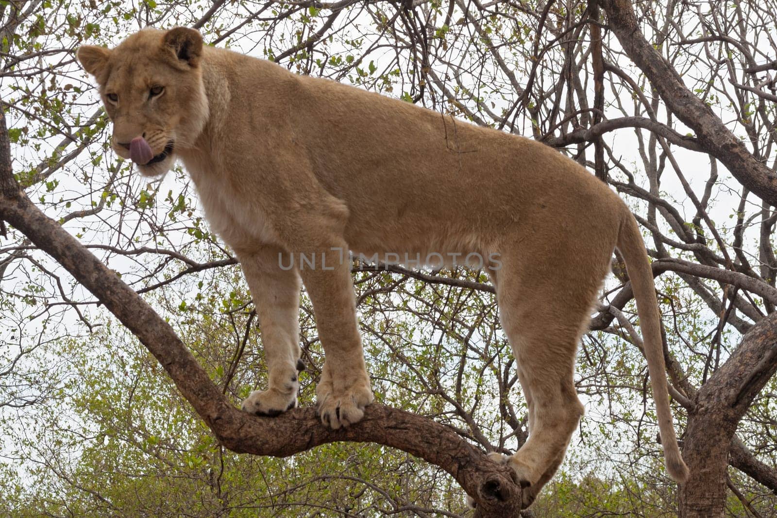 Young lion on a tree, South Africa