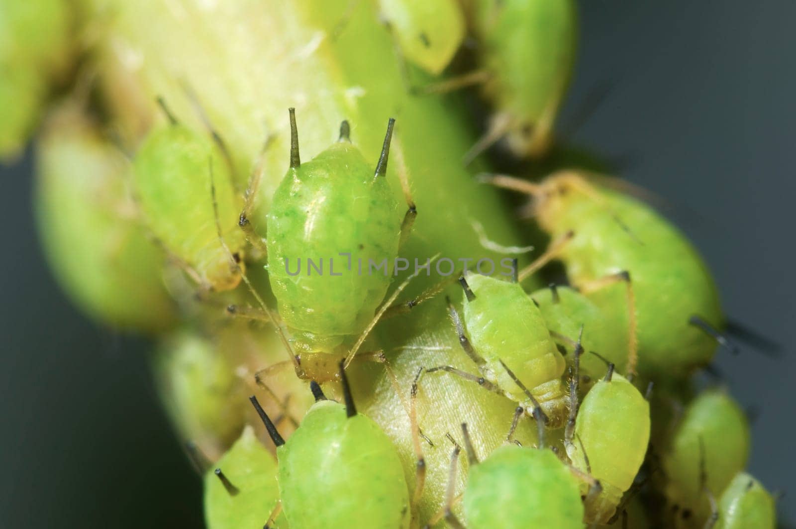 Macro view of group of green aphids (Aphidoidea).