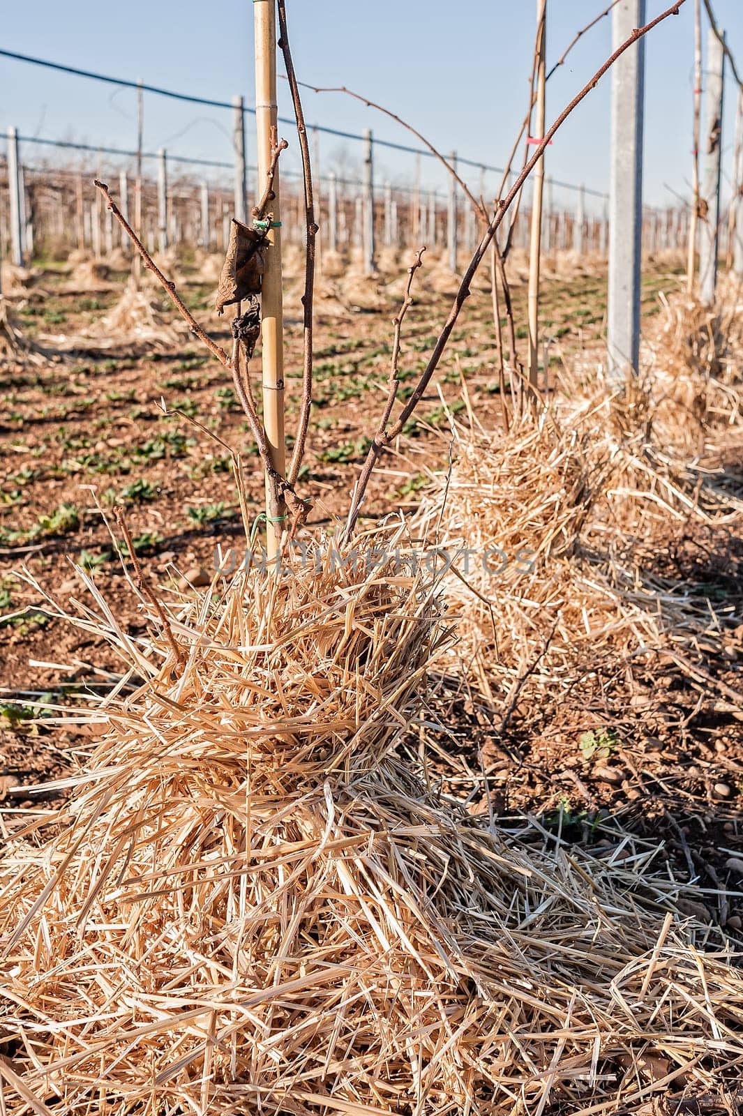 Mulching the roots of young trees of Kiwy with straw. Protection against frost of winter.