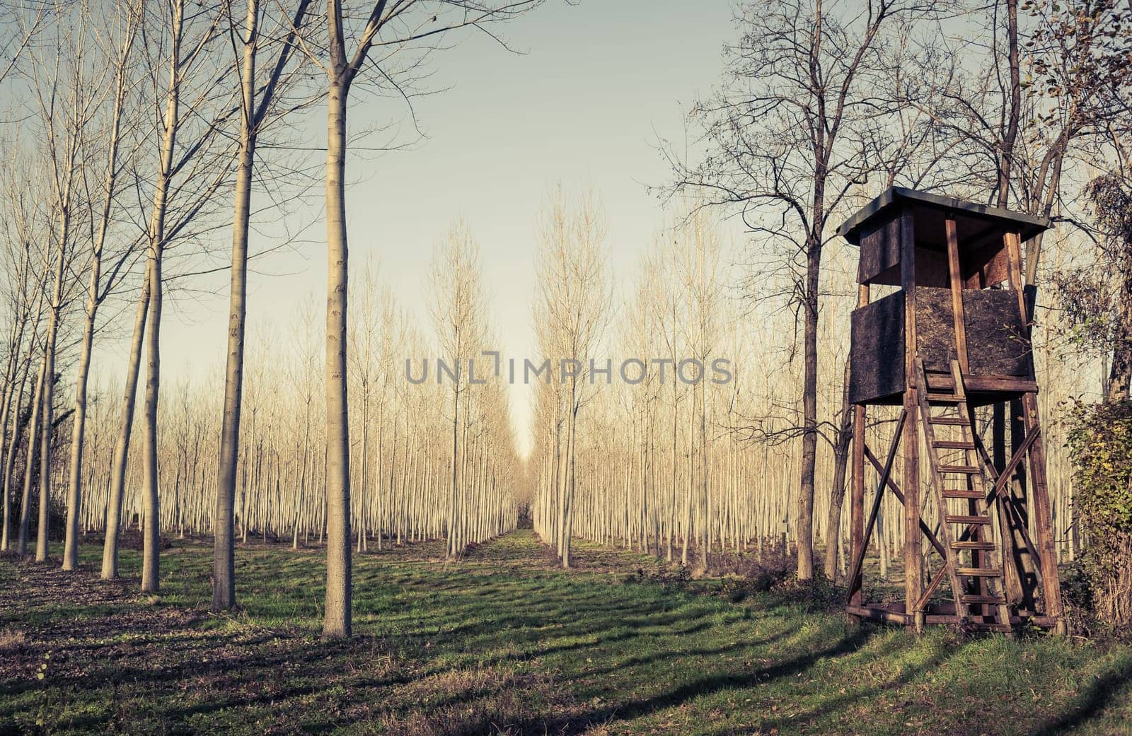 Raised hunting shed. Hunt Tower for deer in forest of poplars. Photo in vintage style.