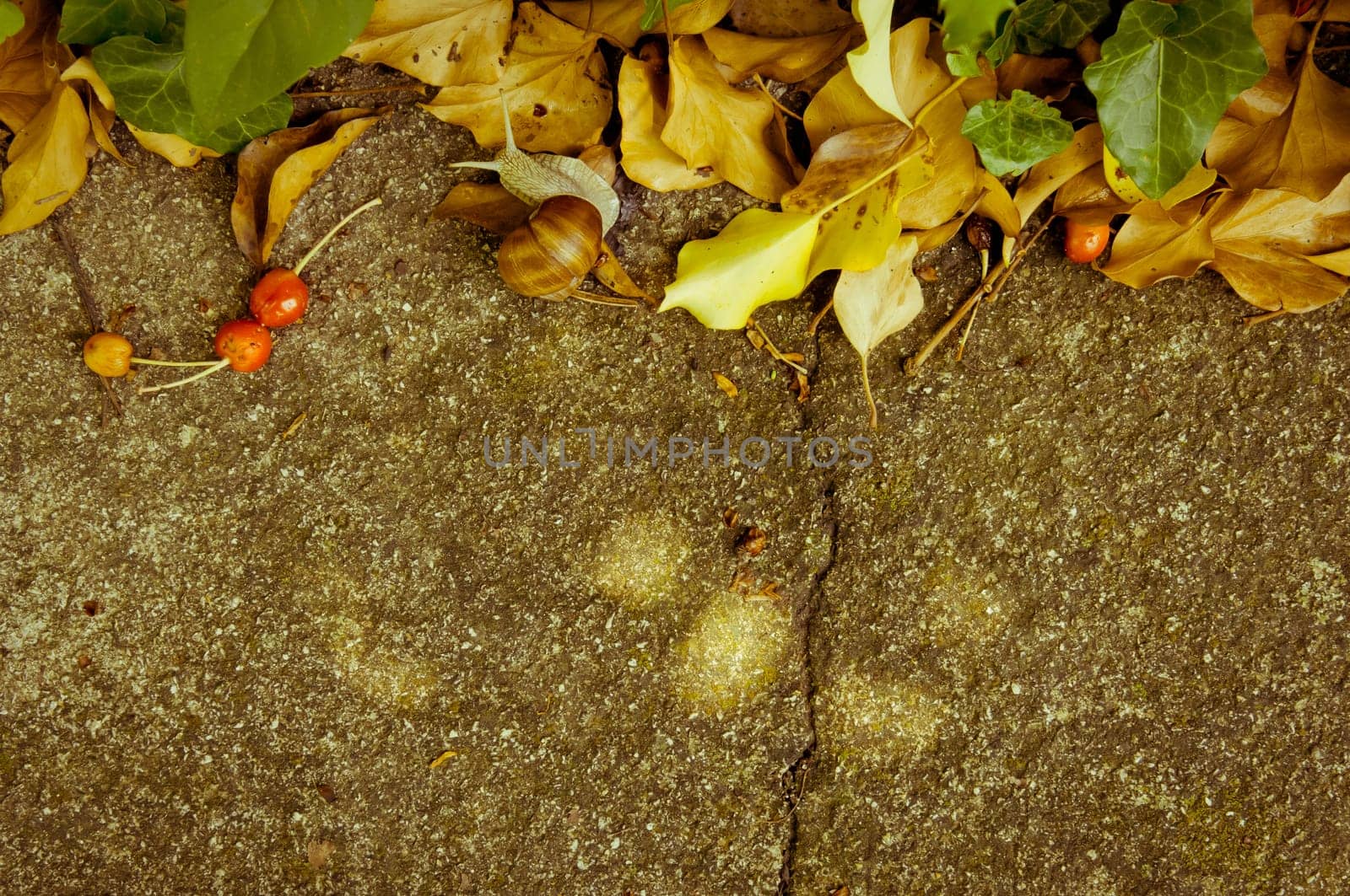Concrete background with fresh and dried leaves, cherries and a snail