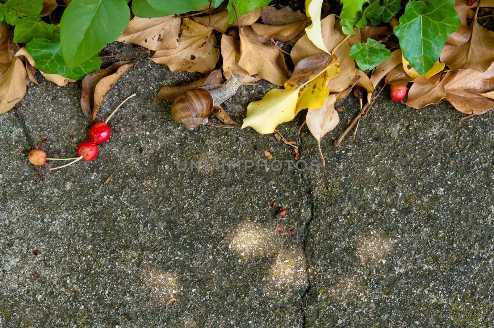 Concrete background with fresh and dried leaves, cherries and a snail